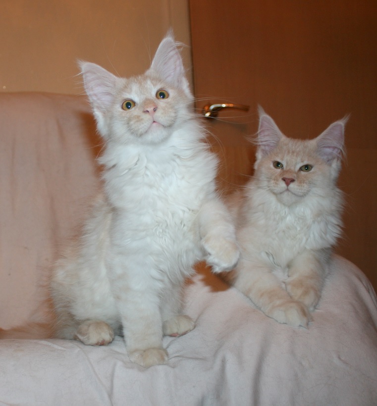 Orange&Olson_01 – «Forest Brothers» Maine Coon Cattery