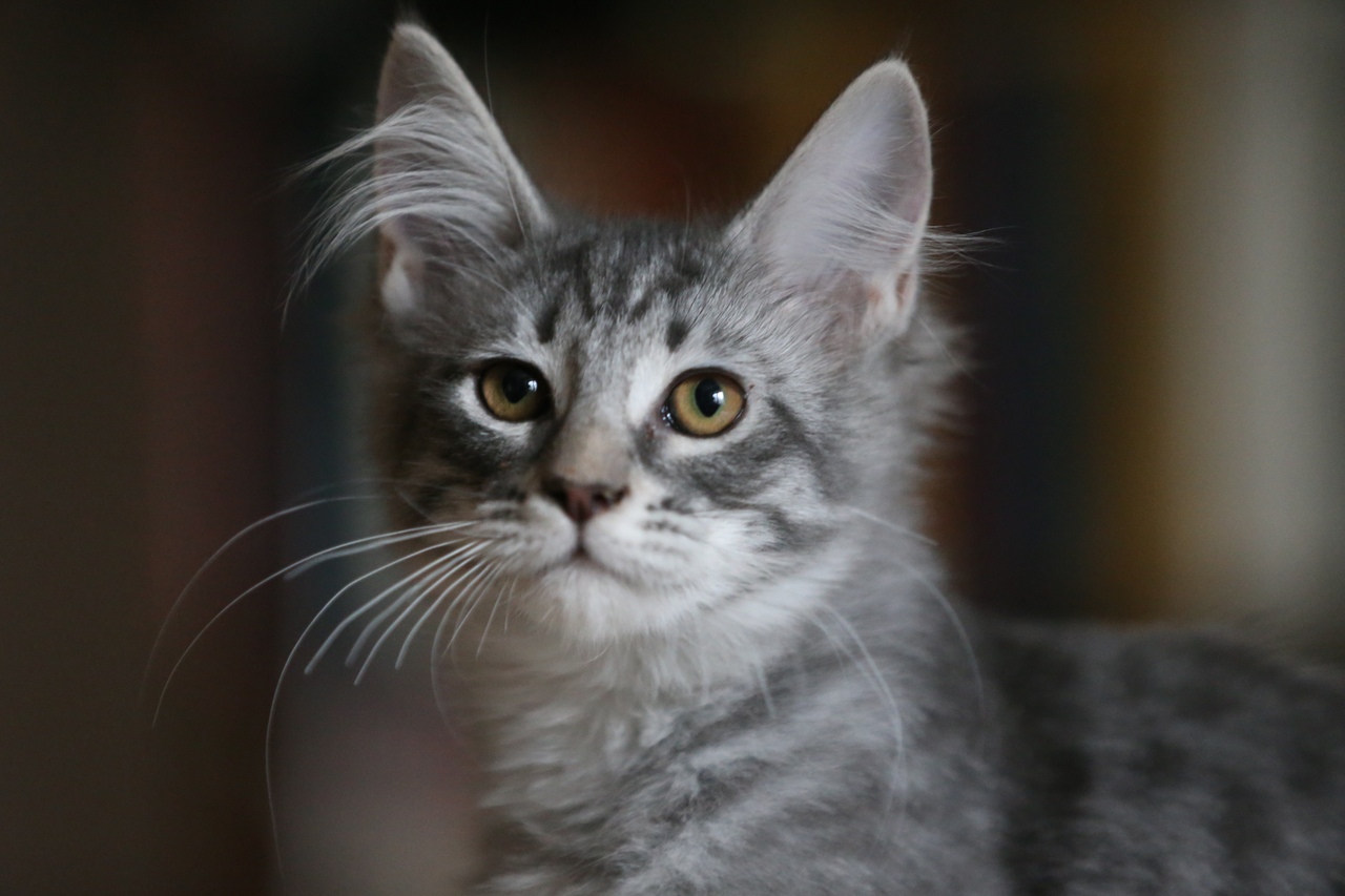 Maine Coon Kittens – «Forest Brothers» Maine Coon Cattery